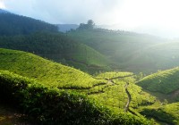 A tea plantation lit by the early morning sun