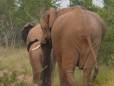 Elephants walking along a dusty track