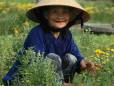 An old lady farming at Tra Que Organic Farm near Hoi An
