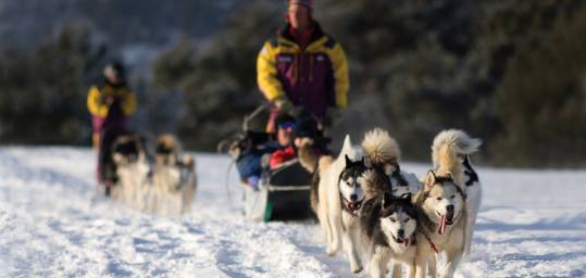 Men khaski dog sledding in Yekaterinburg