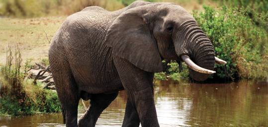 Elephant in Hwange National Park