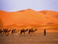Camel caravan moving through the Sahara Desert