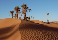 Palm trees in the Sahara desert