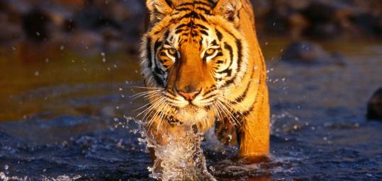 A beautiful tiger walks through the water