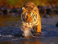 A beautiful tiger walks through the water