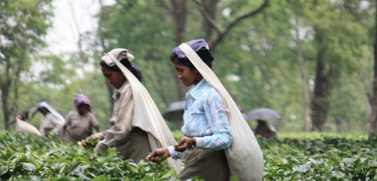 Tea Picking in the estates of Darjeeling