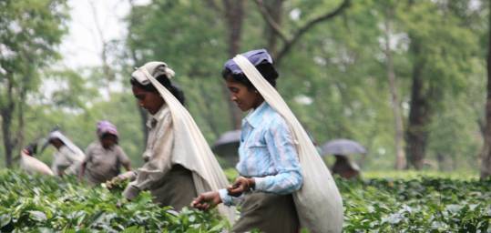 Tea Picking in the estates of Darjeeling