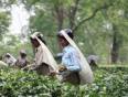 Tea Picking in the estates of Darjeeling