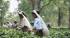 Tea Picking in the estates of Darjeeling