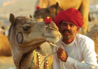 Owning camels is very common in India, especially so in northern Rajasthan