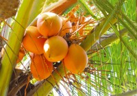 Coconut country!