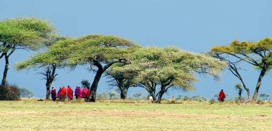 Masai Tribes people standing beside Acacia trees in Kenya