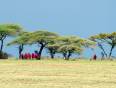 Masai Tribes people standing beside Acacia trees in Kenya