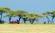 Masai Tribes people standing beside Acacia trees in Kenya