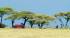 Masai Tribes people standing beside Acacia trees in Kenya