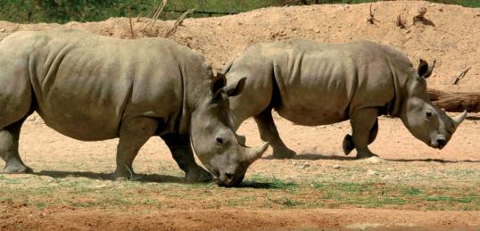Two rhino's by a lakeside