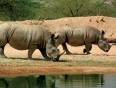 Two rhino's by a lakeside