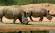 Two rhino's by a lakeside