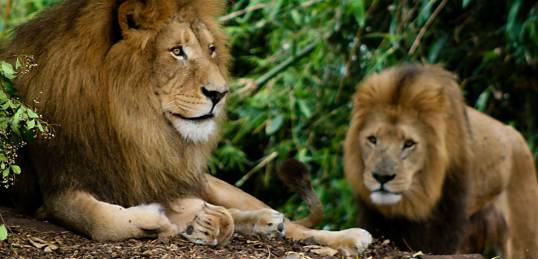Two male lions
