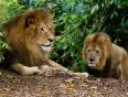 Two male lions