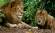 Two male lions