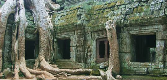 Ancient tree roots in the amazing temples of Angkor Wat on our Cambodia Tours.