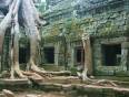 Ancient tree roots in the amazing temples of Angkor Wat on our Cambodia Tours.