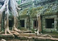 Ancient tree roots in the amazing temples of Angkor Wat on our Cambodia Tours.