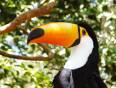 A bright orange billed Toucan