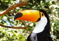 A bright orange billed Toucan
