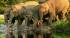 Visit the Elephant Orphanage at Pinawalla on a Sri Lanka Day Tour
