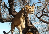 Tree climbing lions are often spotted in Lake Manyara National Park
