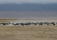The legendary migration of the wildebeest in the Ngorongoro Crater Tanzania.