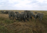 A herd of elephants gt quite close in the Serengeti, Tanzania. Come visit them on our African Safari
