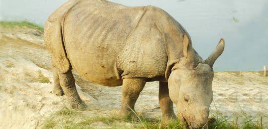 A baby Rhino grazing