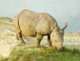 A baby Rhino grazing