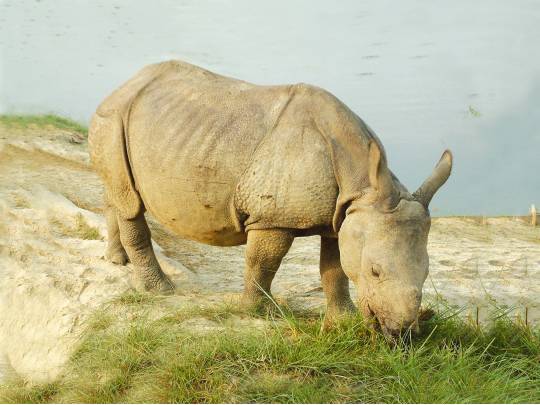 Kaziranga NP - 4 Days