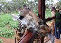A cheeky giraffe meets visitors at the Nairobi Giraffe Centre