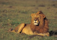 A proud lion sits in Kenya's Masai Mara, a top spot for many of our African safaris.