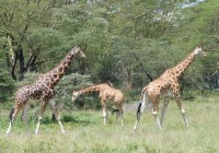 A family of giraffes in Lake Nakuru National Park. A definite must see on our East African Safaris.