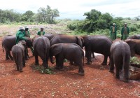 Orphaned elephants at the David Sheldrick Wildlife Trust in Nairobi.