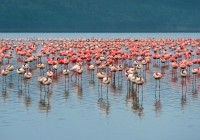 Fabulous flamingoes in Lake Nakuru - a favourite location on our East Africa Safaris