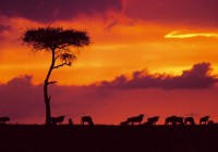 Wildebeests graze under the powerful African sunset - come experience it for yourself on one of our 