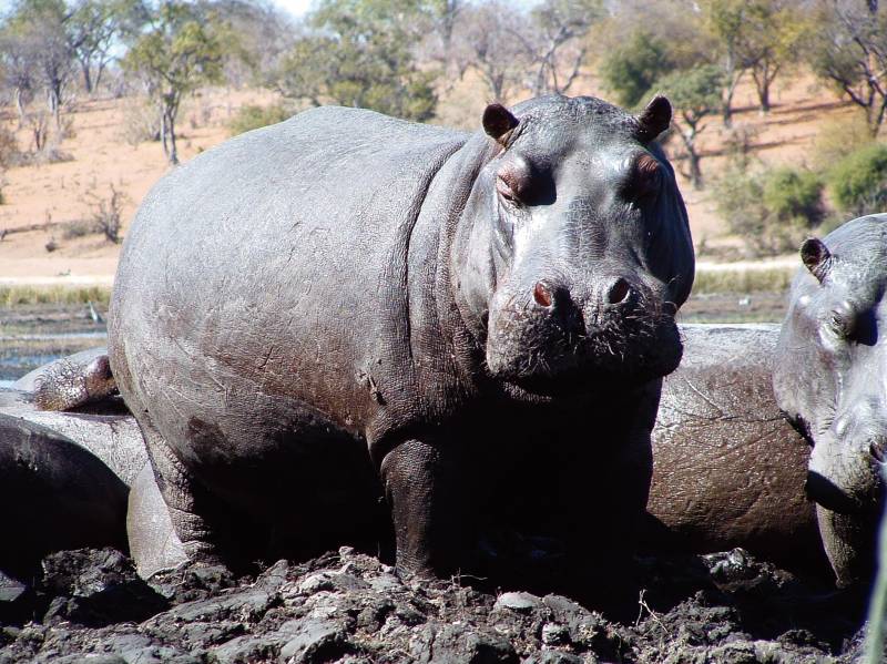 Kenya Balloon Safari