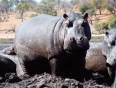A big fat hippo in Lake Naivasha