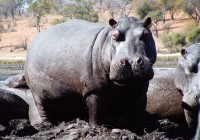 A hippo in Lake Naivasha