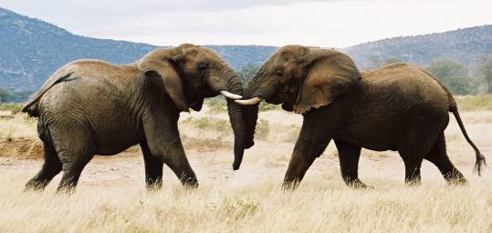 Two elephants cross tusks in the Masai Mara on an African Lodge Safari.