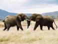 Two elephants cross tusks in the Masai Mara on an African Lodge Safari.