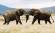 Two elephants cross tusks in the Masai Mara on an African Lodge Safari.