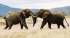 Two elephants cross tusks in the Masai Mara on an African Lodge Safari.